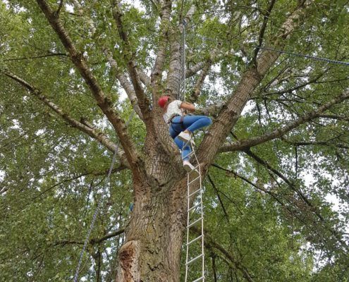 Activiteit Monkey Tree bij een uitje in Gelderland